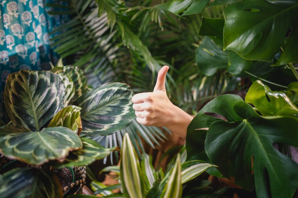 someone giving thumbs up between bushes