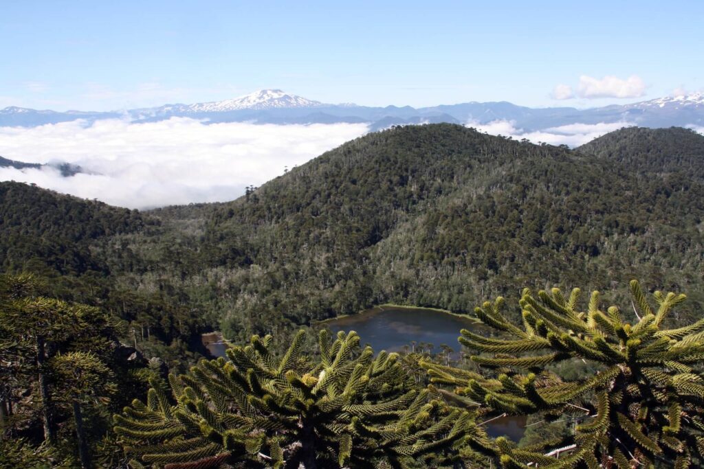 national park in pucon