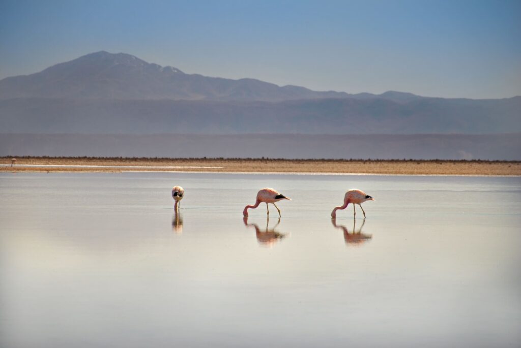two flamingos in the atacama desert