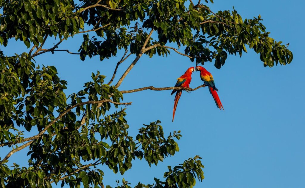 birds in a tree in costa rica