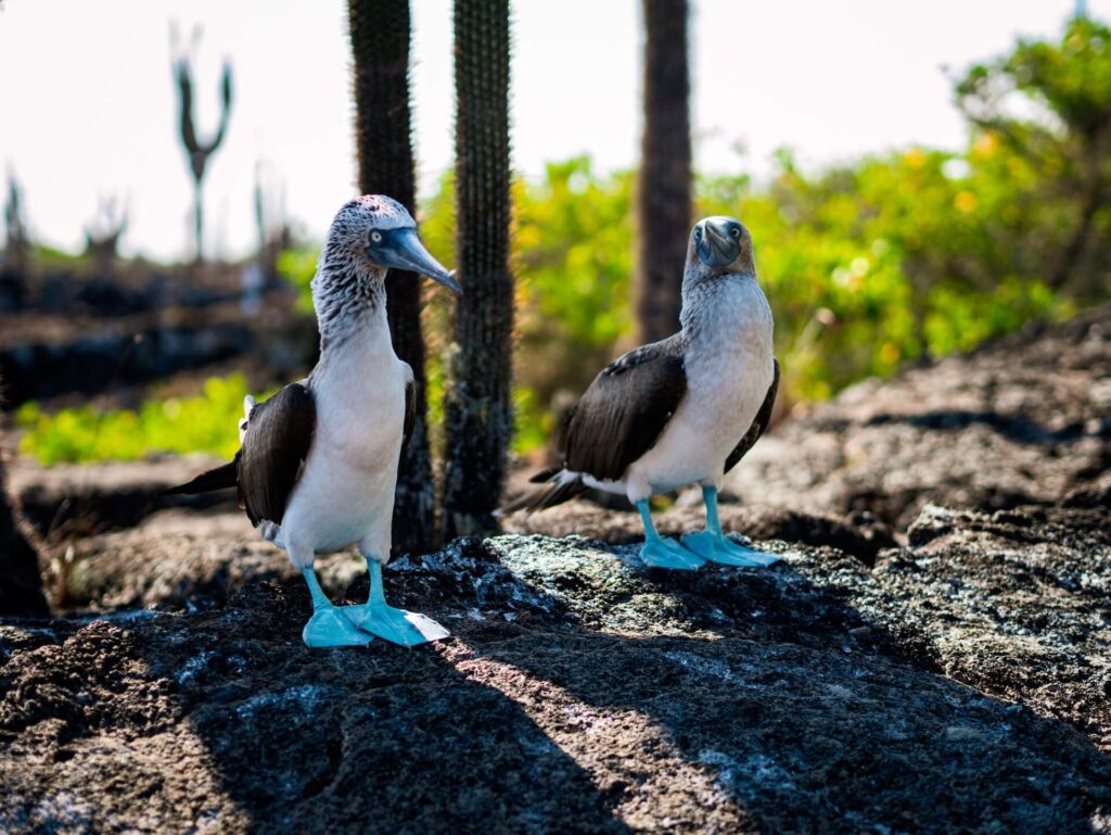 blue footed boobys on on island in ecuador