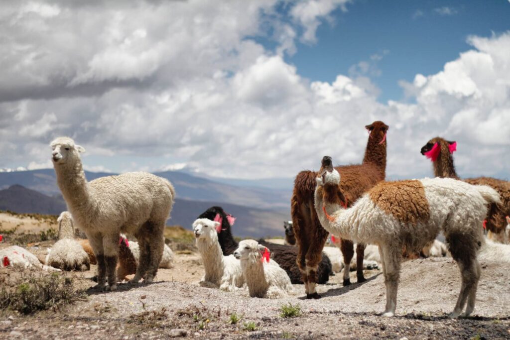 group of llamas in peru